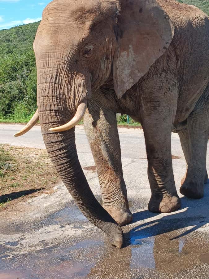 Port Elizabeth: Addo Elephant Park Shore Excursion & Safari - Afternoon Safari Driving: More Chances, Same Rules