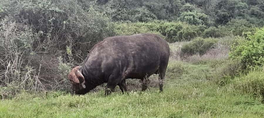 Port Elizabeth: Addo Elephant Park Shore Excursion & Safari - What You’ll Likely See (and What You Can’t Guarantee)