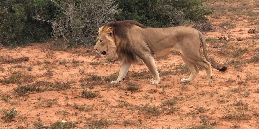 Port Elizabeth: Addo Elephant Park Shore Excursion & Safari - The Real Value of $159: What You’re Buying Beyond the Price Tag