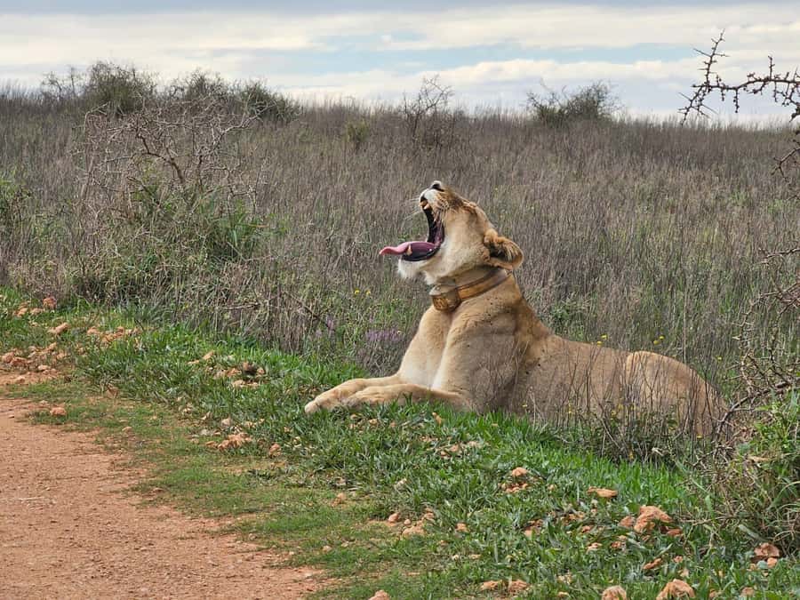 Port Elizabeth: Addo Elephant Park Shore Excursion & Safari - Comfort, Stops, and the Photo Reality