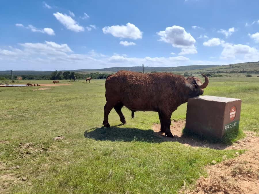 Port Elizabeth: Addo Elephant Park Shore Excursion & Safari - The Pickup Game: Where You Start and Why It Matters