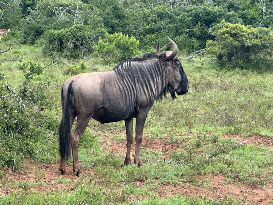 Port Elizabeth: Schotia Game Reserve Safari with Port Pickup - Animals beyond the headline: giraffes, hippos, and crocodiles
