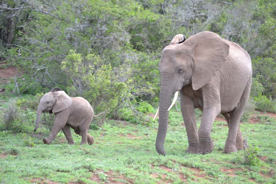 Port Elizabeth: Schotia Game Reserve Safari with Port Pickup - Who should book Schotia, and who should think twice