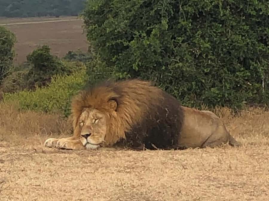 Port Elizabeth: Schotia Game Reserve Safari with Port Pickup - FAQ