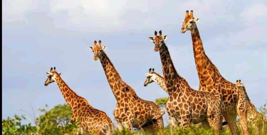 Port Elizabeth: Schotia Safaris Game Reserve Safari - Key highlights that make Schotia feel worth the trip