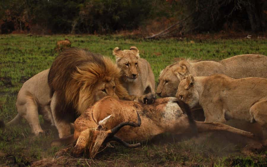Port Elizabeth: Schotia Safaris Game Reserve Safari - Schotia Private Game Reserve: a half-day safari near Addo