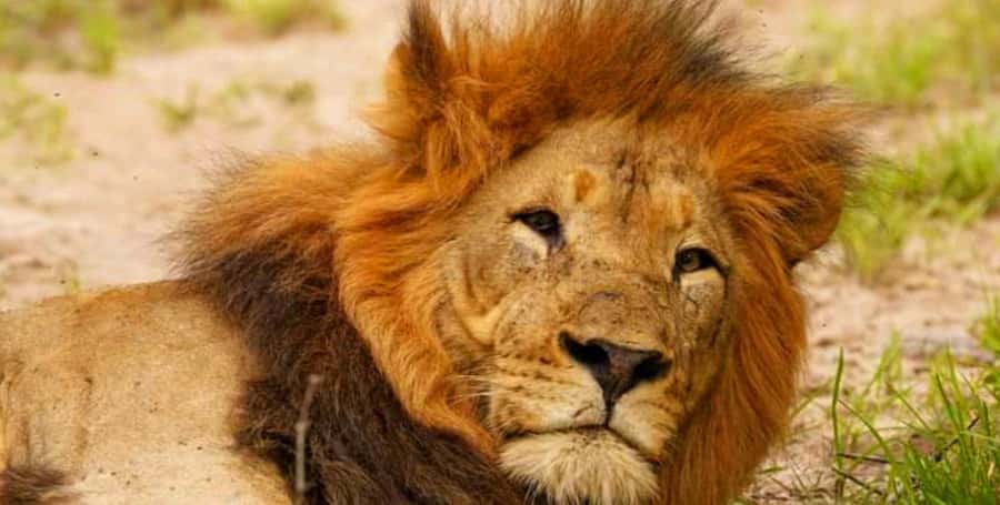 Port Elizabeth: Schotia Safaris Game Reserve Safari - How the 5-hour Big Five search actually plays out