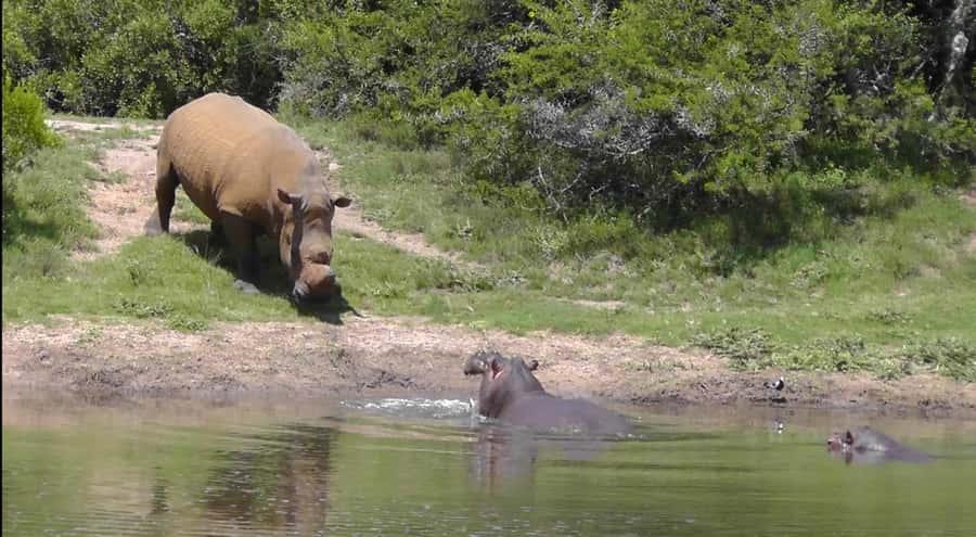 Port Elizabeth: Schotia Safaris Game Reserve Safari - More than the Big Five: what else you might see
