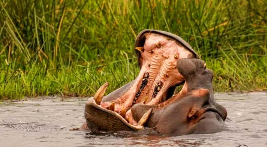 Port Elizabeth: Schotia Safaris Game Reserve Safari - Open-vehicle comfort and photo tips for an hour-by-hour safari