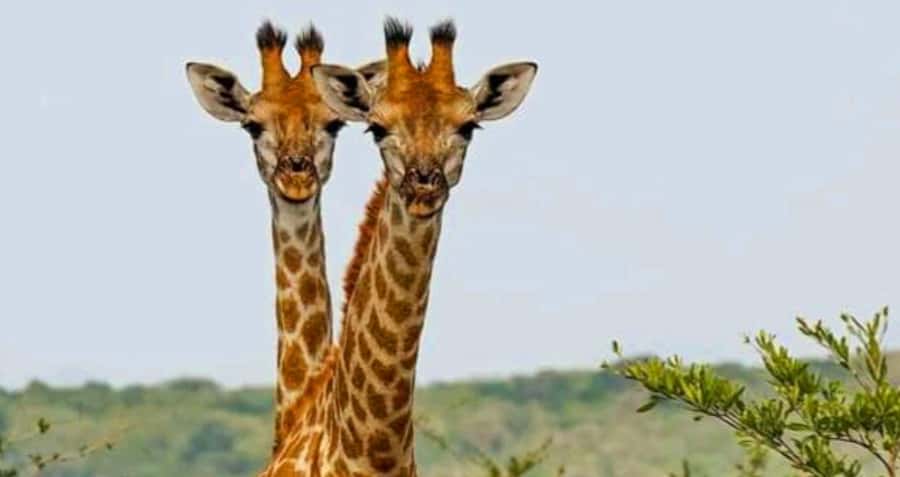 Port Elizabeth: Schotia Safaris Game Reserve Safari - The guides: turning sightings into something you’ll remember