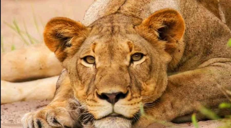 Port Elizabeth: Schotia Safaris Game Reserve Safari - Value check: is $207 per person a good deal?