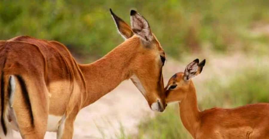 Port Elizabeth: Schotia Safaris Game Reserve Safari - Should you book the Port Elizabeth Schotia Safari?