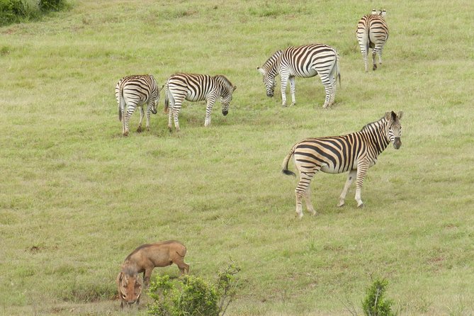 Port Elizabeth Shore Excursion: Addo Elephant Full Day Safari &"Braai"Lunch(BBQ) - Addo Elephant National Park from Port Elizabeth: a shore-day plan that works
