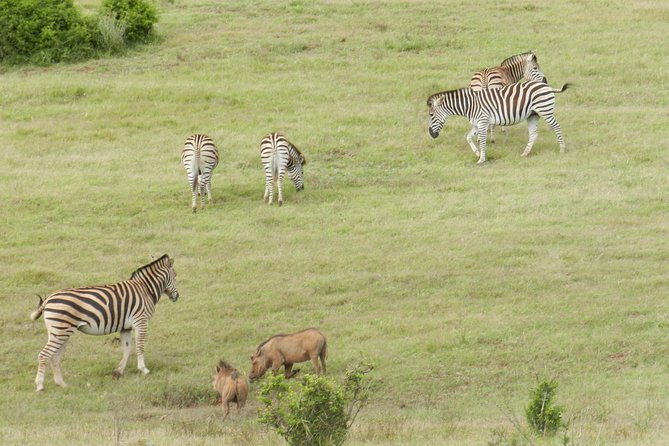 Port Elizabeth Shore Excursion: Addo Elephant Full Day Safari &"Braai"Lunch(BBQ) - Small-group comfort: why max 9 travelers can change your photos