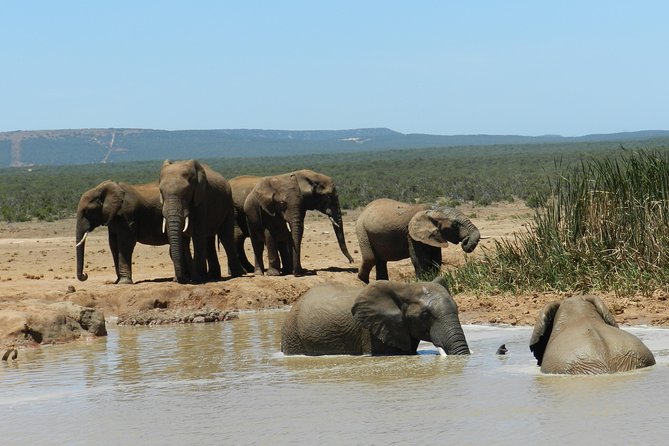 Port Elizabeth Shore Excursion: Addo Elephant Full Day Safari &"Braai"Lunch(BBQ) - Big Five chances and the Big Seven twist: what to expect realistically