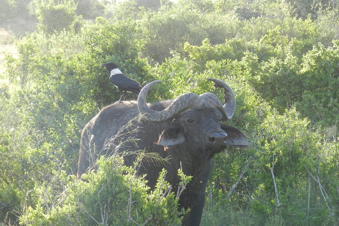 Port Elizabeth Shore Excursion: Addo Elephant Full Day Safari &"Braai"Lunch(BBQ) - Price and timing: is $172.87 a fair value for a shore excursion?