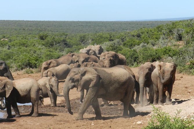 Port Elizabeth Shore Excursion: Addo Elephant Full Day Safari &"Braai"Lunch(BBQ) - Who should book this Addo Elephant and braai safari?