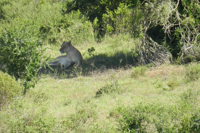 Port Elizabeth Shore Excursion: Addo Elephant Full Day Safari &"Braai"Lunch(BBQ) - The game-drive rhythm: seeing elephants and more in the same day