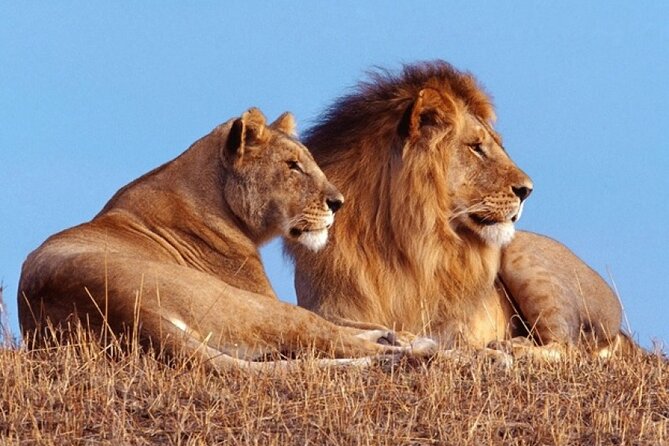 Private 1 Day Akagera Big Five Safari with pick up and lunch. - Key Things You’ll Notice On This Akagera Big Five Day