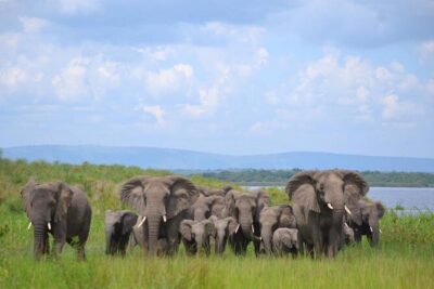 Private 1 Day Akagera Big Five Safari with pick up and lunch. - Kigali Pickup at 5:30 am: The Part That Makes or Breaks Sightings