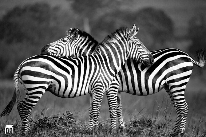 Private 1 Day Akagera Big Five Safari with pick up and lunch. - Photo + Sighting Strategy: How to Get More From Your 4x4 Ride