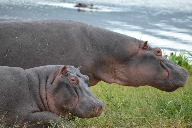 Private 1 Day Akagera Big Five Safari with pick up and lunch. - Lunch, Water, and Comfort on a 10–15 Hour Safari Day