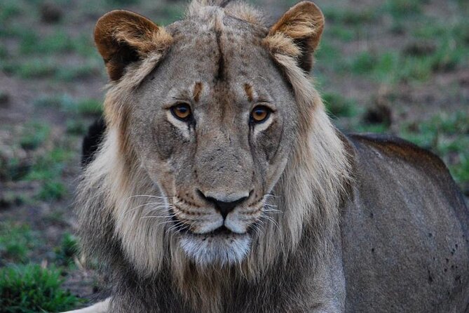 Private 1 Day Akagera Big Five Safari with pick up and lunch. - How Private Works Here: Only Your Group, Better Focus