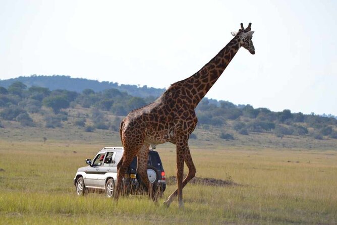 Private 1 Day Akagera Big Five Safari with pick up and lunch. - What Kind of Traveler Should Book This Akagera Day?
