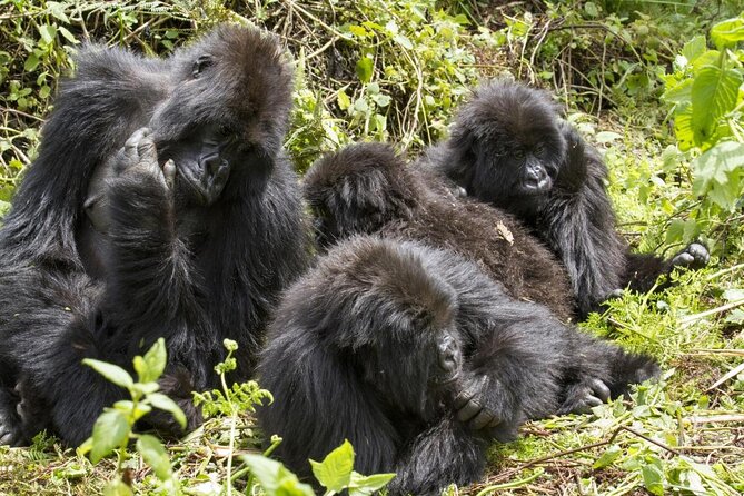Private 3 Day Gorilla Trekking Safari in Uganda - Key points before you go