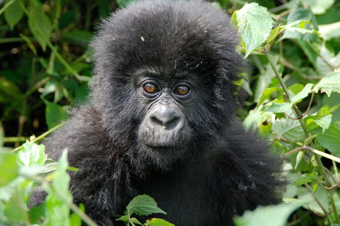 Private 3 Day Gorilla Trekking Safari in Uganda - Gorilla Trekking in Bwindi: What Makes This 3-Day Safari Special