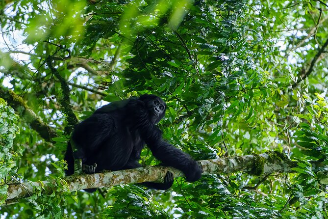Private 3 Day Gorilla Trekking Safari in Uganda - Day 2 in Bwindi: Coffee, Ranger Briefing, Then the Forest Chooses the Route