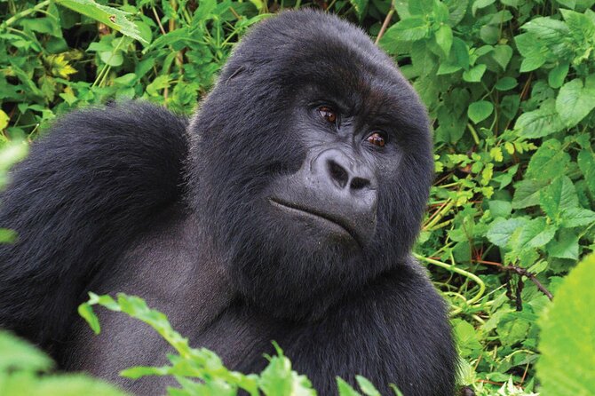 Private 3 Day Gorilla Trekking Safari in Uganda - Batwa Community Visit: A Human Story That Makes the Trek Make More Sense