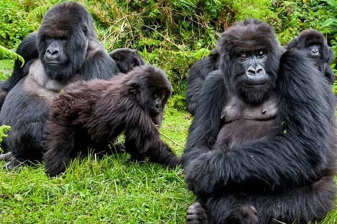 Private 3 Day Gorilla Trekking Safari in Uganda - Food, Lodges, and Small-Group Comfort Between the Big Moments