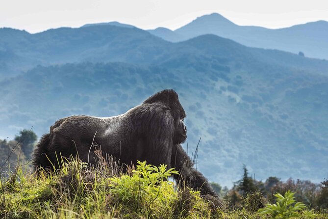 Private 3 Day Gorilla Trekking Safari in Uganda - Day 3: Bwindi to Entebbe With a Green Equator Photo Stop