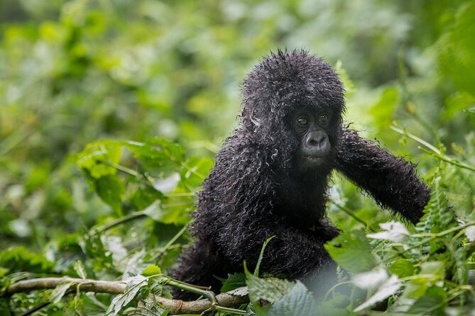 Private 3 Day Gorilla Trekking Safari in Uganda - Value for the Price: Why $3,326 Can Still Feel Fair