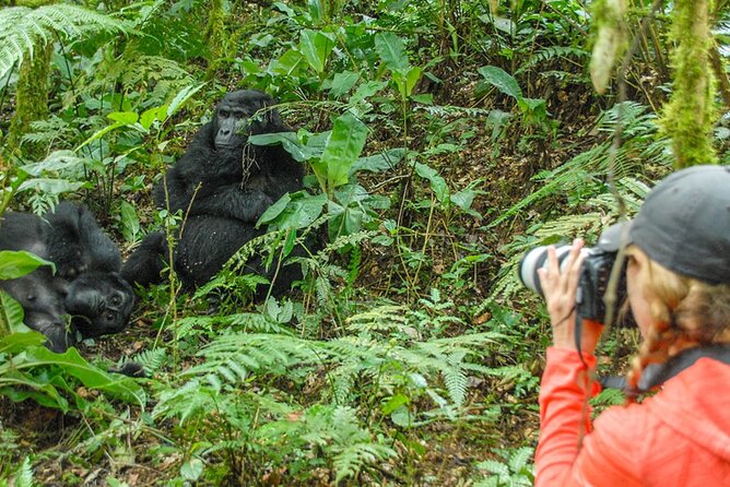 Private 3 Day Gorilla Trekking Safari in Uganda - Who This Safari Fits Best (and Who Should Think Twice)