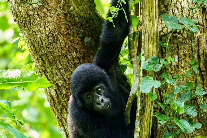 Private 3 Day Gorilla Trekking Safari in Uganda - Day 1: Entebbe Arrival to Bwindi Lodges in One Big Travel Beat