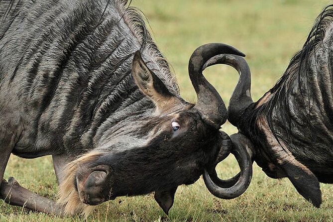 Private 6-Day Great Migration Ndutu Serengeti Safari Tour - Tarangire National Park: Elephant Country With Acacia and Open-Air Jeep Time