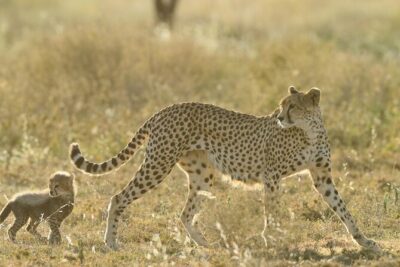 Private 6-Day Great Migration Ndutu Serengeti Safari Tour - Day 1 in Arusha: Getting Safari Ready Without Rushing
