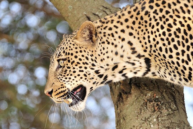 Private 6-Day Great Migration Ndutu Serengeti Safari Tour - Lake Manyara Finale: Flamingos, Birds, Baobabs, and Tree-Lion Chances