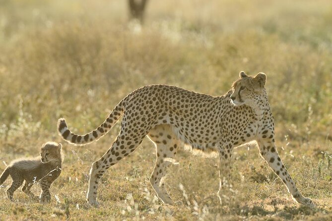 Private 6-Day Great Migration Ndutu Serengeti Safari Tour - Day 1 in Arusha: Getting Safari Ready Without Rushing