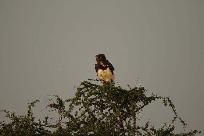 Private 7-Day Tanzania Camping Safari - Day 1 in Tarangire: starting strong in a different kind of safari country