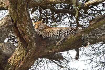Private 7-Day Tanzania Camping Safari - Arusha meeting point, private feel, and the mobile ticket