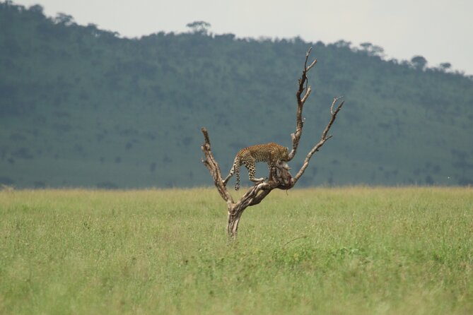Private 7-Day Tanzania Camping Safari - Day 2 on Lake Manyara: Hemingway’s loveliest Africa moment, without rushing