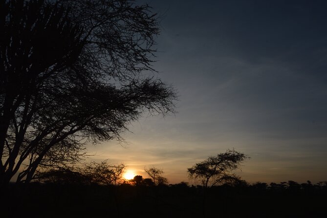 Private 7-Day Tanzania Camping Safari - Days 3 and 4 in the Serengeti: Seronera days built for spotting