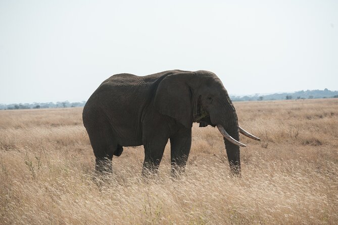 Private 7-Day Tanzania Camping Safari - Day 5 in Serengeti: Sogore River and the Kopjes circuit for extra variety
