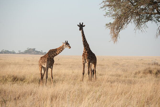 Private 7-Day Tanzania Camping Safari - Day 6: Olduvai Gorge stop before the Ngorongoro crater descent