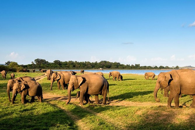 Private Day Tour from Colomb to Yala Safari (Leopard Safari Tour) - Key Highlights You’ll Notice Right Away