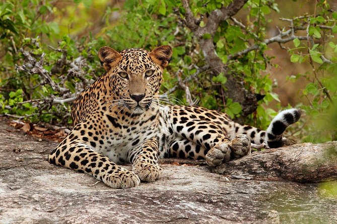 Private Day Tour from Colomb to Yala Safari (Leopard Safari Tour) - Driver, Private Vehicle, and Bottled Water: Small Comforts That Add Up
