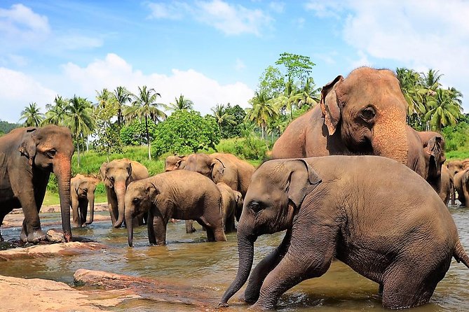 Private Day Trip to Sigiriya, cave and National park Safari Tour - Driver and guide quality: the difference between a smooth day and a frustrating one